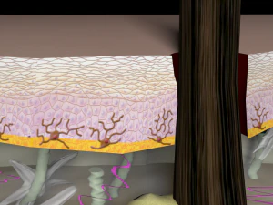 皮膚層の断面図 3Dモデル