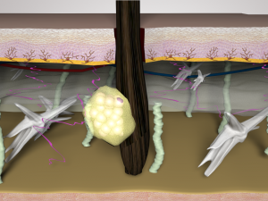 skin layers cross section 3D Model