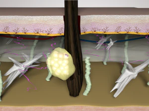 皮膚層の断面図 3Dモデル