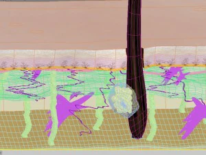 皮膚層の断面図 3Dモデル