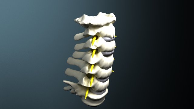 cervical spine with cord Modelo 3D .c4d .max .obj .3ds .fbx .stl .blend 