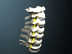 coluna cervical com cord&atilde;o Modelo 3D
