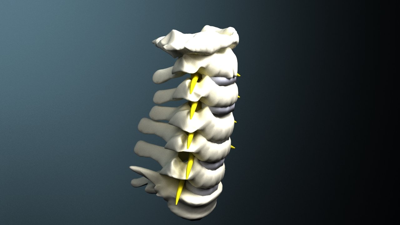 Cervical spine with cord 3D Model in Medical Equipment