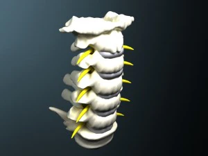 cervical spine with cord 3D Model