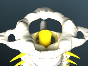 cervical spine with cord Modelo 3D