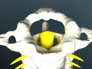 cervical spine with cord 3D Model
