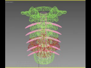 cervical spine with cord 3D Model