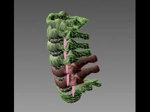cervical spine with cord 3D Model