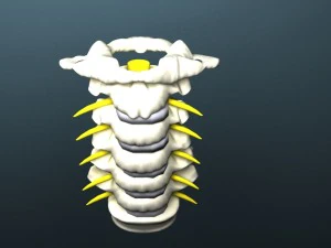 cervical spine with cord 3D Model