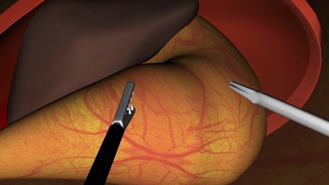 liver stomach diaphragm 3D Model .c4d .max .obj .3ds .fbx .stl .blend 
