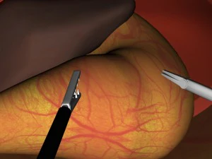 肝臓、胃、横隔膜 3Dモデル