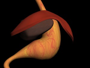 liver stomach diaphragm 3D Model