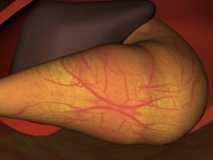 liver stomach diaphragm 3D Model