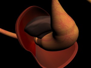 liver stomach diaphragm 3D Model