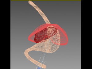 liver stomach diaphragm 3D Model