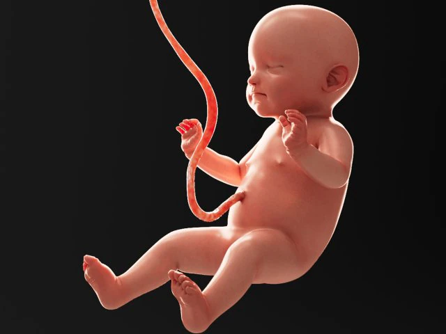 human fetus model 3D Model .c4d .max .obj .3ds .fbx .stl .blend 