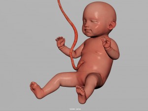 human fetus model 3D Model