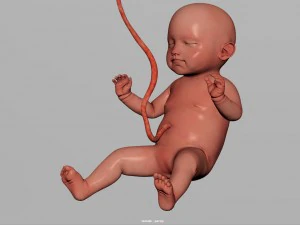 human fetus model 3D Model