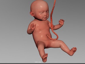 human fetus model 3D Model