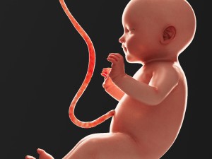 human fetus model 3D Model