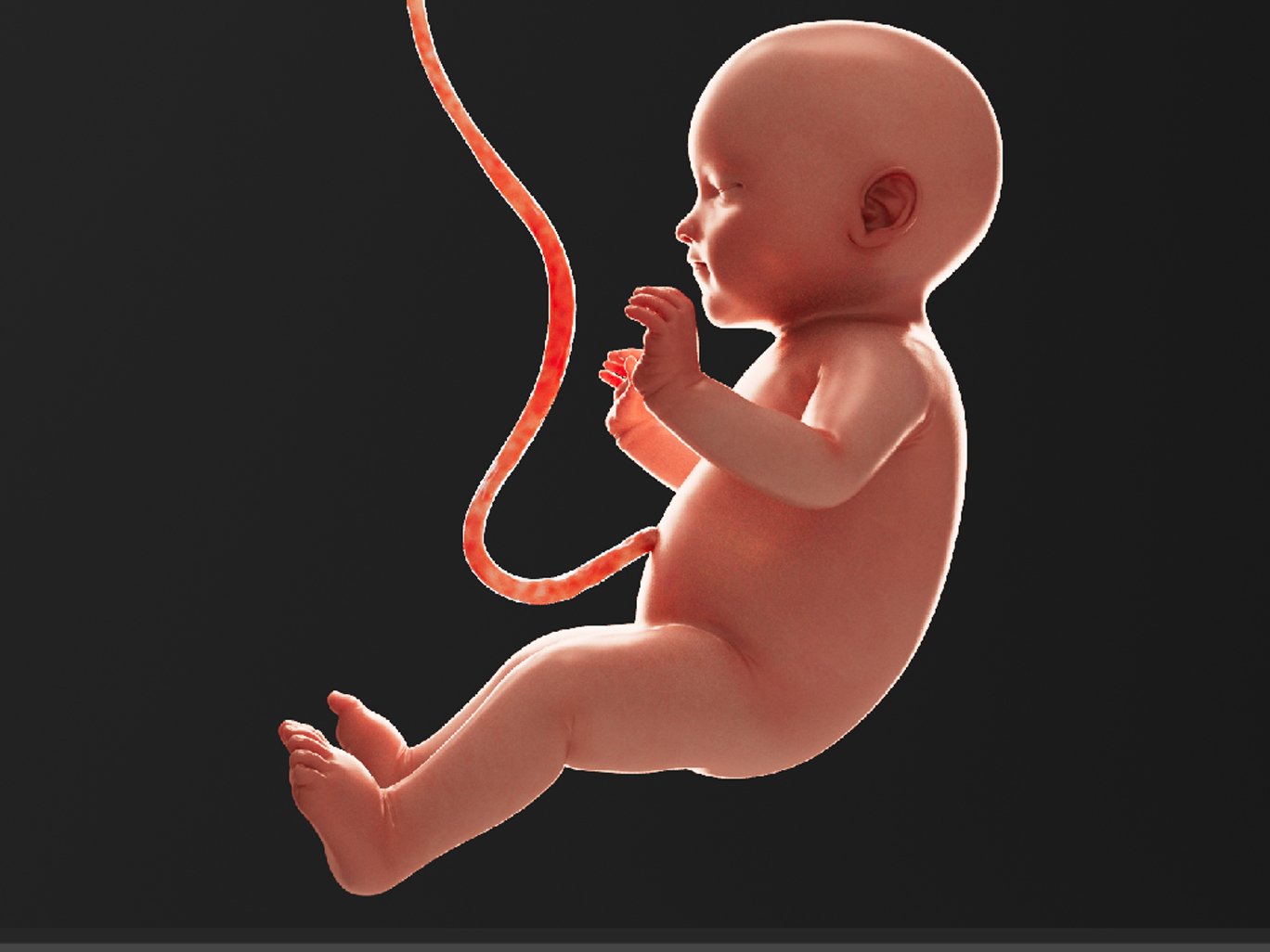 Human fetus model 3D Model in Anatomy 3DExport