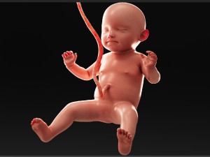 human fetus model 3D Model