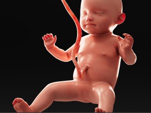 human fetus model 3D Model