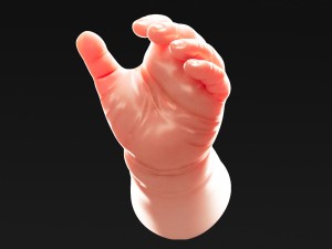 human fetus model 3D Model