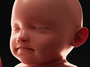 human fetus model 3D Model