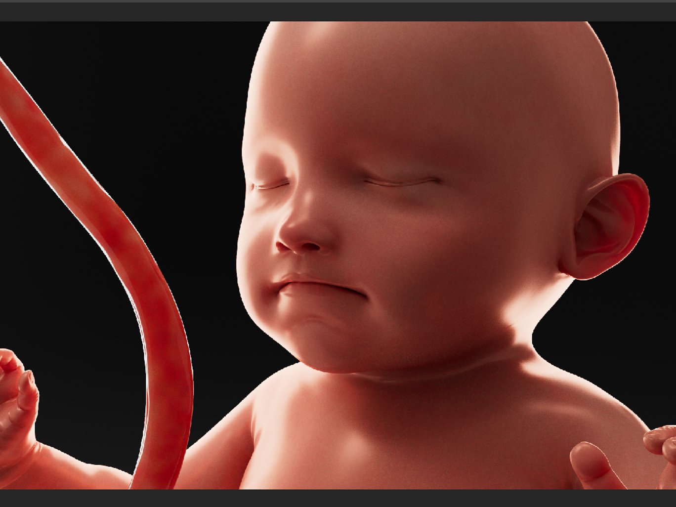 Human fetus model 3D Model in Anatomy 3DExport