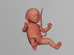 human fetus model 3D Model