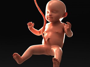 human fetus model 3D Model