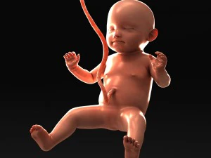human fetus model 3D Model