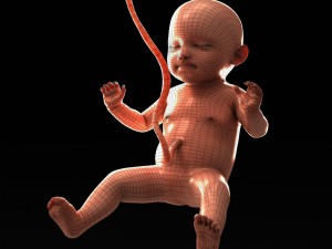 human fetus model 3D Model