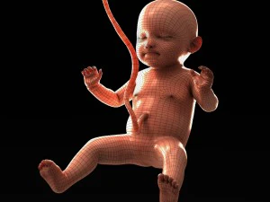 human fetus model 3D Model