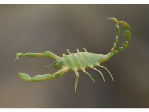 Scorpion 3D Модель