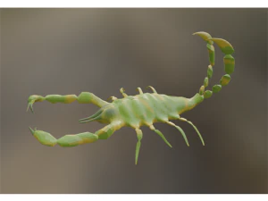 Scorpion 3D Model