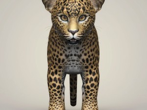 photorealistic leopard cub 3D Модель