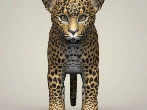 photorealistic leopard cub 3D Model