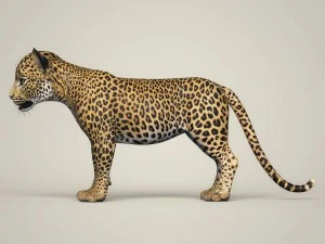 photorealistic leopard cub 3D Model