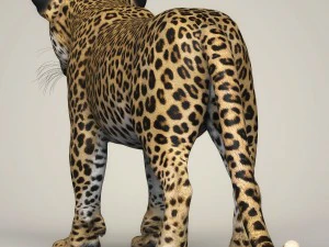 photorealistic leopard cub 3D Model