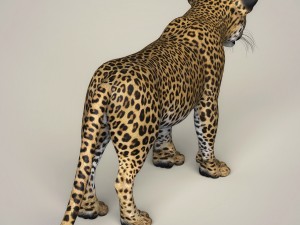 photorealistic leopard cub 3D Модель