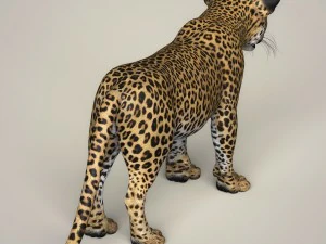 photorealistic leopard cub 3D Model