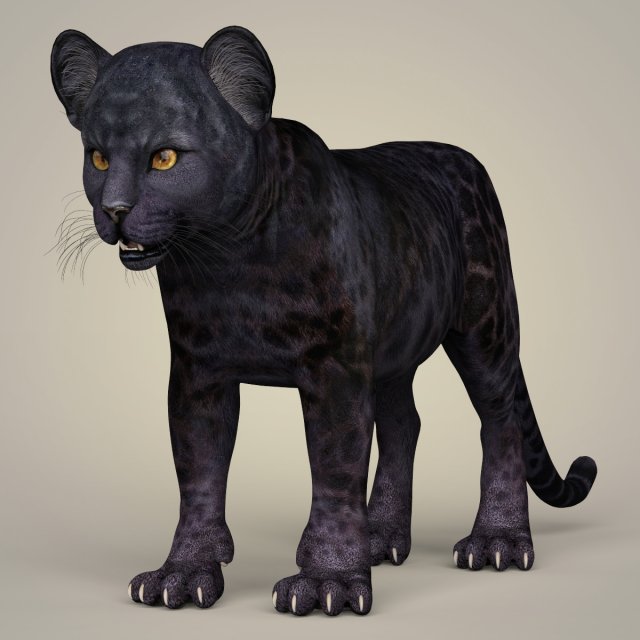 photorealistic panther cub 3D Model .c4d .max .obj .3ds .fbx .stl .blend 