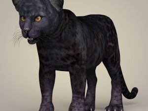 photorealistic panther cub 3D Model