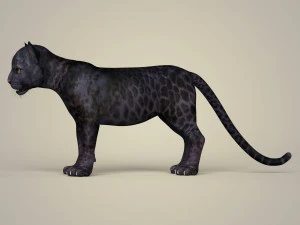 photorealistic panther cub 3D Model