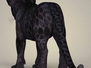 photorealistic panther cub 3D Model