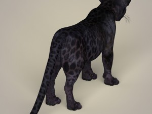 photorealistic panther cub 3D Model