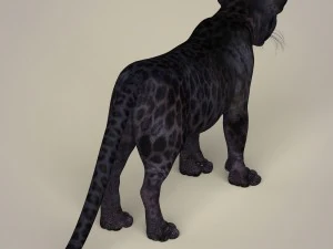 photorealistic panther cub 3D Model