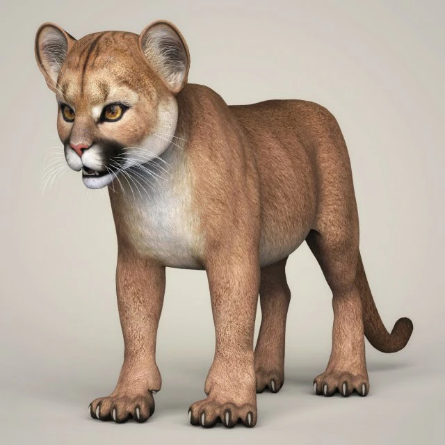 photorealistic cougar cub 3D Model .c4d .max .obj .3ds .fbx .stl .blend 